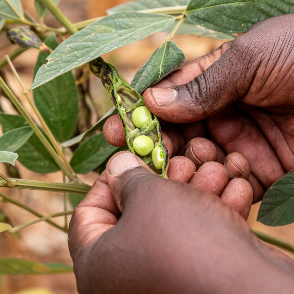 L'essentiel se cache dans les détails, Tanzanie